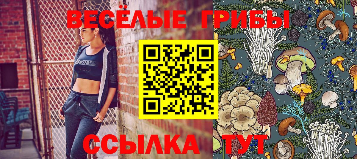 Псилоцибиновые грибы Psilocybe Горно-Алтайск